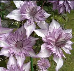 ばらさん様 リクエスト 4点 まとめ商品