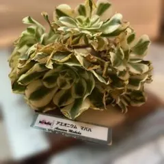 MamaChan*様専用　アエオニウム マバハ