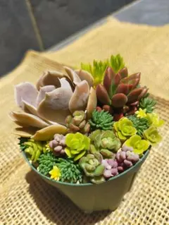 オレンジ 054 エケベリア 多肉植物 抜き苗 - メルカリ