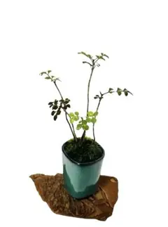 ステラ様 リクエスト 2点 まとめ商品