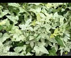 Nスタイルさま専用　セット