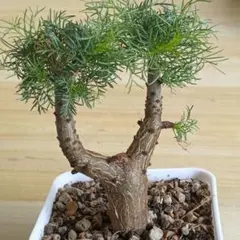 1903珍奇植物 コーデックス：コミフォラ クラウセリアナ灌木香木乳香