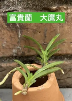 2026年最新】風蘭 大株の人気アイテム - メルカリ