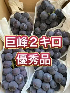 山梨県産 ぶどう⭐️巨峰⭐️訳あり品 家庭用⭐️10房入り⭐️箱込み約