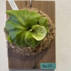 2026年最新】観葉植物 ビカクシダの人気アイテム - メルカリ