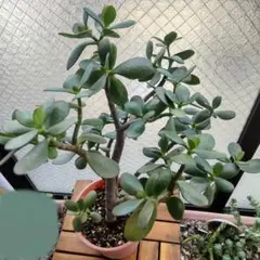 多肉植物 クラッスラ ゴーラム 古株 格好 5号鉢 長さ42cm 鉢こど発送