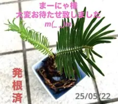 2026年最新】ソテツ 子株の人気アイテム - メルカリ
