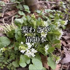 2026年最新】葉ワサビの人気アイテム - メルカリ