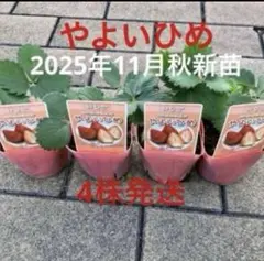 2025年最新】やよいひめ 苗の人気アイテム - メルカリ