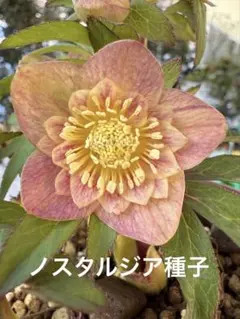 【大木ナーサリー】クリスマスローズ　玉ss株分け クリスマスローズ 玉ss株分け - メルカリ