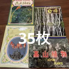 高山植物　絵はがき 昭和レトロ 写真 カード ポストカード　昭和