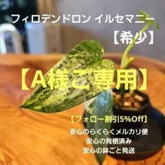 2025年最新】イルセマニーの人気アイテム - メルカリ