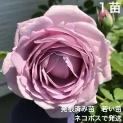 yasutiyo119様 リクエスト 3点 まとめ商品