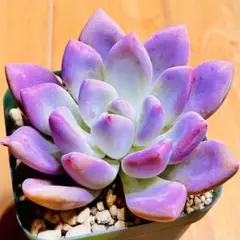 となみ様 リクエスト 3点 まとめ商品