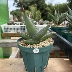 ア*ロ様 【極上斑　サンスベリア・ピングイキュラ　バリエガータ】 サンスベリア ピングイキュラ 斑入り SANSEVIERIA PINGUICULA