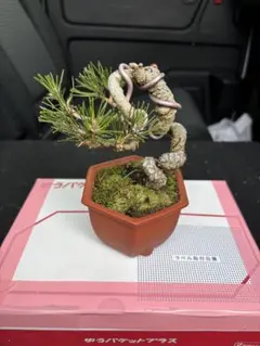 黒松（大品）かなりお買い得‼️（特別オークション） - メルカリ