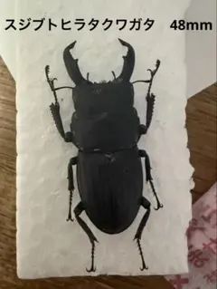 スジブトヒラタクワガタ　48mmのサムネイル