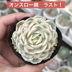 あ*き様 多肉植物♡エケベリア錦♡オンスロー錦　ラスト！