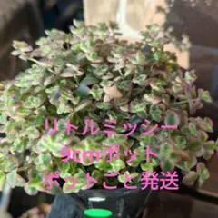 aoisora様 リクエスト 2点 まとめ商品