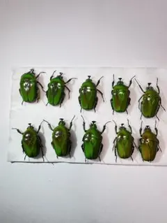 2025年最新】カナブン 標本の人気アイテム - メルカリ