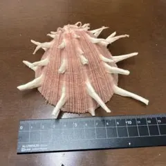 特大　ショウジョウガイ　貝殻　置物　ショウジョウ貝