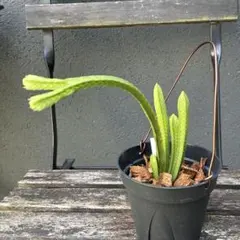 ❤️激レア❤️フペルジア　tetrasticha フレグマリウルスのサムネイル