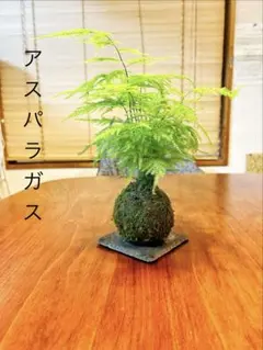 ゲリラセール★アスパラガス　ナナスの苔玉★涼しげきれい★生々★在庫最後★のサムネイル