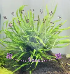 まるさん専用‼️タイ産 本ナロー 300葉 メルカリ便 2026年最新】本ナロー ミクロソリウムの人気アイテム - メルカリ