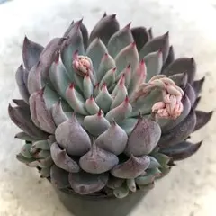 2026年最新】おらいさん苗 青鬼の人気アイテム - メルカリ