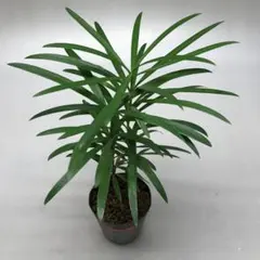 2026年最新】槙の木の人気アイテム - メルカリ