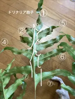 ドリナリア　クエルシフォリア　胞子葉　カット葉のサムネイル