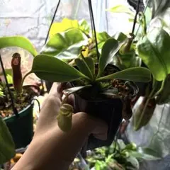 Nepenthes veitchii hyb. 食虫植物 ネペンテス ビーチ - メルカリ