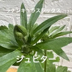 さかえ様 リクエスト 3点 まとめ商品