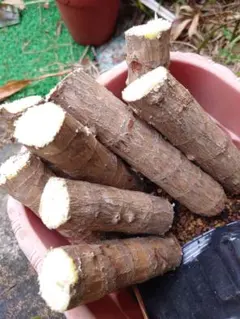 2025年最新】ティーリーフ 苗の人気アイテム - メルカリ