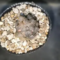 ハオルチア　オブツーサ錦　水中月錦　58