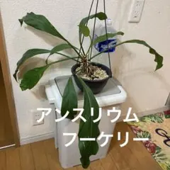 2026年最新】アンスリウム フーケリーの人気アイテム - メルカリ