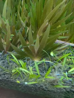 メルカリ便　◯xyris sp red水上葉1株　水草　ADA　水槽 メルカリ便 ◯xyris sp red水上葉1株 水草 ADA 水槽 - メルカリ