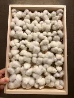 コットンフラワー インテリア