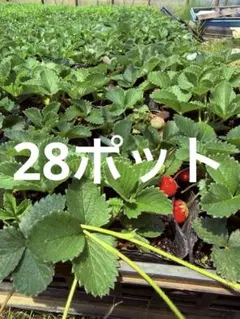 福岡S6号 いちご苗 ラスト1苗 - メルカリ