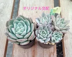 3.多肉植物　エケベリアセット　オリジナル交配　抜き苗