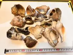 天然サルノコシカケ 複数セット 置物 - メルカリ