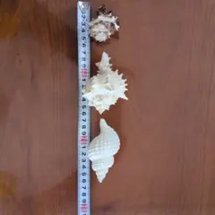 天然貝殻セット