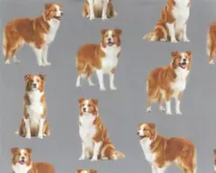 【ゆきちゃん限定】X2528-3 ボーダーコリー（レッド＆ホワイト）グレー 1m