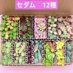 多肉植物　セダム　カット苗　12種　詰め合せ　寄せ植えセット　箱いっぱい