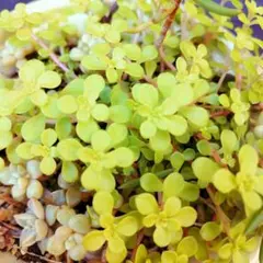 黄金丸葉万年草 抜き苗 - メルカリ
