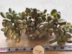 コ*ネ様 1038新品種　三日月綴化　エケベリア　多肉植物　撮影2月19日