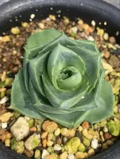 2025年最新】ブルーグロー アガベの人気アイテム - メルカリ