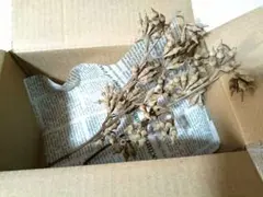 ユーカリの実 ロブスタースーパー