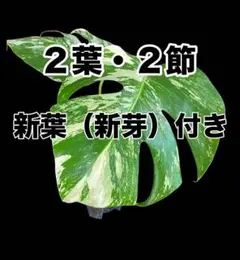 2026年最新】ボルシギアナ ミントの人気アイテム - メルカリ