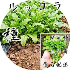 【自然の香りをまとう、固定種ルッコラ】 　ルッコラ 　種　0.35g